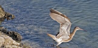 Kto rozlicza się z pitu?