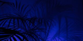 Co oznacza P na studiach?